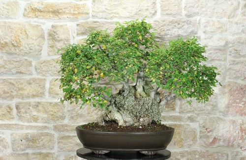 Bonsai olmo campestre - di,