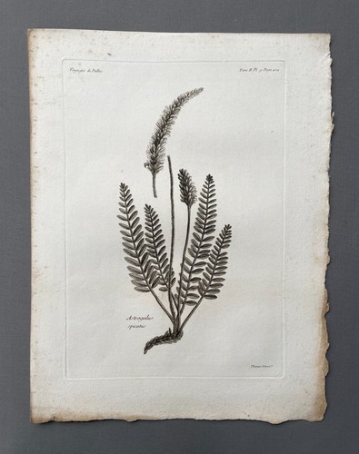 Incisione antica botanica - incisione,