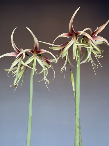 Hippeastrum tarantula tennyo - hippeastrum, x