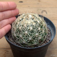 Coryphantha echinus Vaso 10 cm