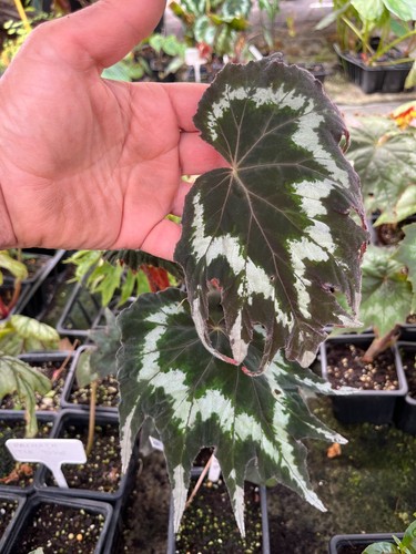 Begonia palmata tie dye - palmata,