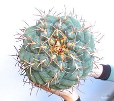 Thelocactus forma esaedroforo SPIRALIS 2-3 cm