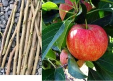 6 TAGLIE VITALI RARE MELE GALA