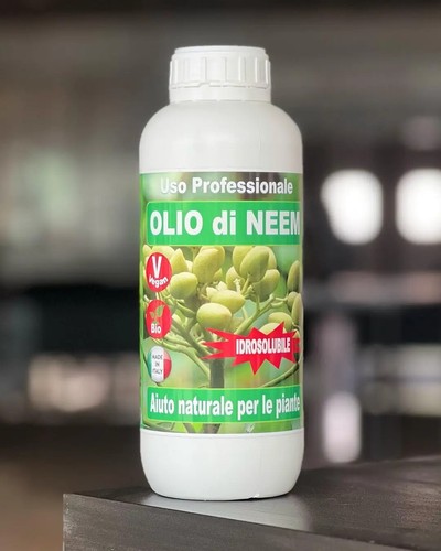 Olio neem insetticida - neem,