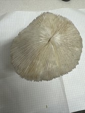 Corallo Criniera Di Leone Con Supporto