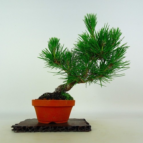 Pinus thunbergii vaso bonsai - thunbergii,