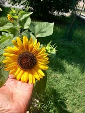 20 SEMI🌻GIRASOLE NANO