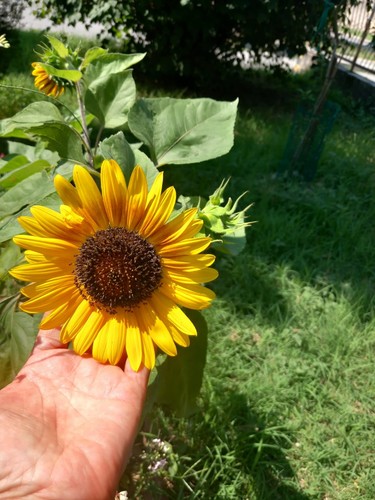 Semi girasole nano - semi🌻girasole,