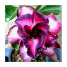 5 Adenium obesum VIOLET CITY - rosa del deserto - semi freschi 