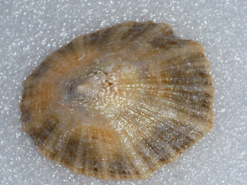 Rotula caerulea stellata - rotula,