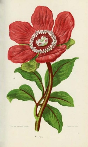 Stampa botanica antica 1899 - antica,
