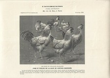 Stampa antica GALLI e GALLINE razza CONTRES HERMINEE 1912 Antique print