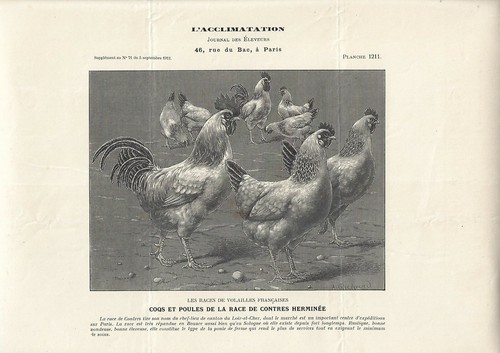 Stampa antica galli galline - galli,
