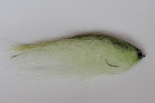 Fliegentom pesce predatore