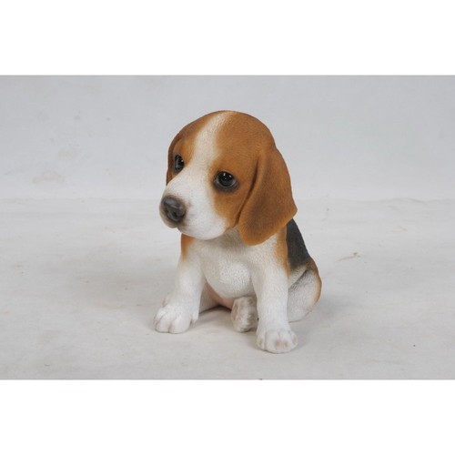 Cucciolo beagle - cucciolo,