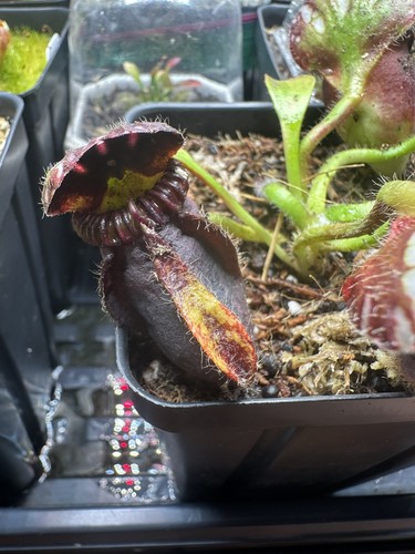 Cephalotus follicularis eden - cephalotus,