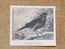 Amblyornis subalaris maschio Disegno Beccari Ornitologia Stampa del 1899