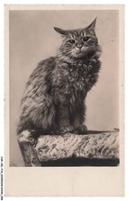 CAR-AELP18-1007-GATTI - Un