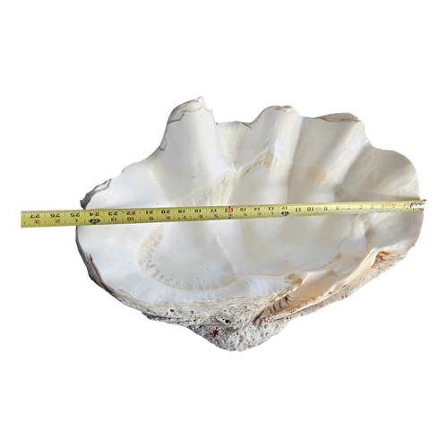 Raro guscio vongole - raro,
