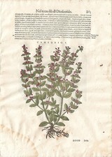 Stampa antica MATTIOLI