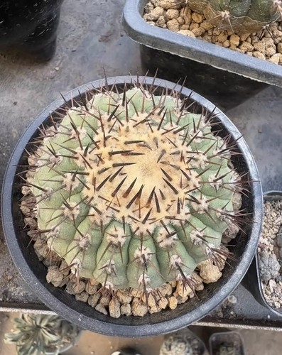 Copiapoa cinerea autoradicata