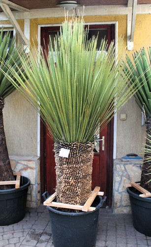 Dasylirion miquihuanensis dal
