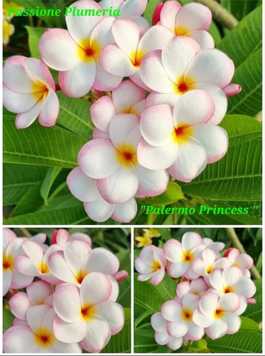 Talea plumeria - talea,