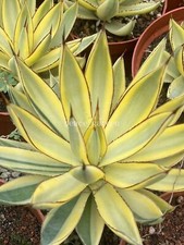 Rara Agave Succulenta Bruciata