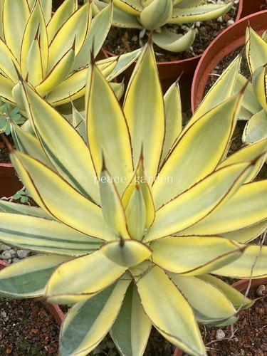 Rara agave succulenta bruciata - rara,