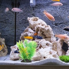 Piante Finte Per Acquario