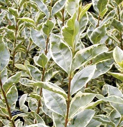 Ligustrum ovalifolium - ligustrum,