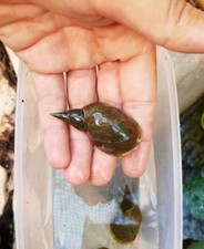 Lumaca lumache acquario acqua dolce Lymnaea Stagnalis pulitore stagno laghetto