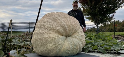 Semi zucca gigante atlantic - semi,