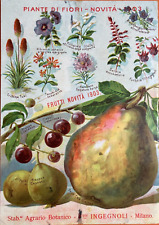 AGRARIA-BOTANICA-ORTAGGI-FRUTTA-FIORI-PIANTE-ANTICO CATALOGO PUBBLICITARIO-1903