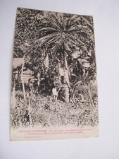 Australia - Nouvelle Caledonie un cyca géant - non spedita f. p. 