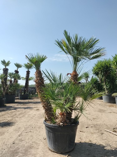 Palma nana chamaerops humilis - palma,