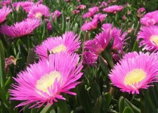 Carpobrotus edulis