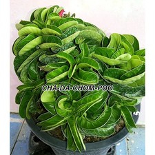 Adenium arabicum - adenium,