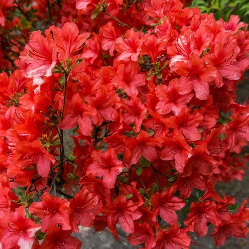 Hot shot azalea plant - hot,