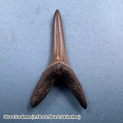 Fossil sand tiger - shark, tooth