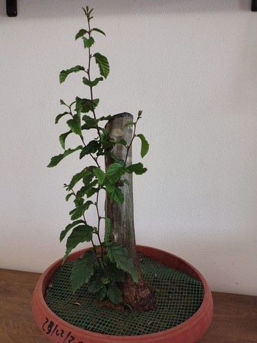 Pre bonsai carpino bianco - pre-bonsai,