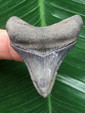 Dente affilato blu del