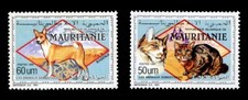 BASENJI CONGO Dog & Cat