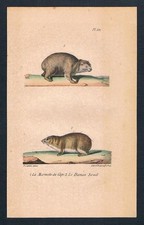 1840 - Marmotta Marmotte Cap
