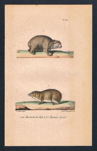1840 marmotta marmotte - marmotta,