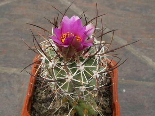 Sclerocactus cloveriae