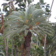 Phoenix canariensis var