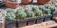 2 pezzi Gymnocalycium spec