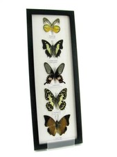 5 Farfalle splendidamente