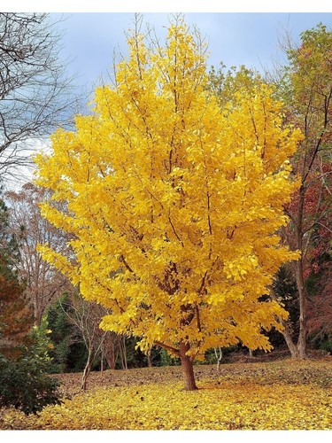 Ginkgo biloba pianta - , in